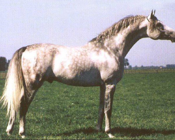 stallion Drug 1985 ox (Arabian purebred, 1985, from Prizrak 1970 ox)