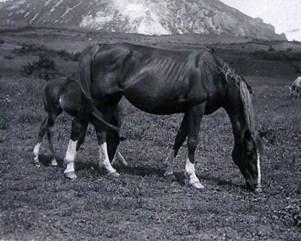 broodmare Rissalma EAO (Arabian purebred, 1932, from Shareer 1923 ox)