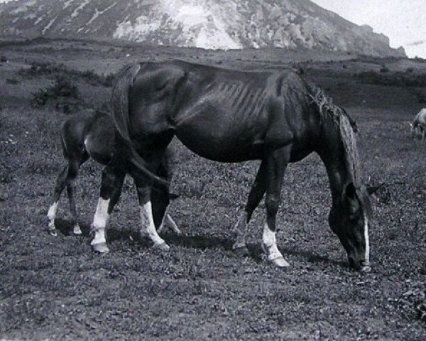 broodmare Rissalma EAO (Arabian purebred, 1932, from Shareer 1923 ox)