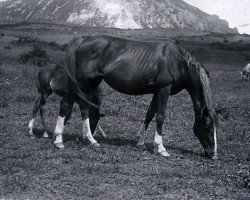 broodmare Rissalma EAO (Arabian purebred, 1932, from Shareer 1923 ox)