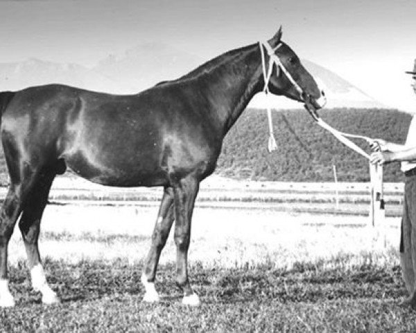 stallion Korej 1939 ox (Arabian purebred, 1939, from Kann 1927 ox)