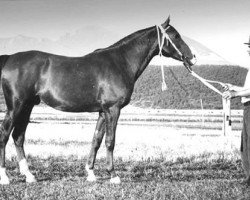 stallion Korej 1939 ox (Arabian purebred, 1939, from Kann 1927 ox)