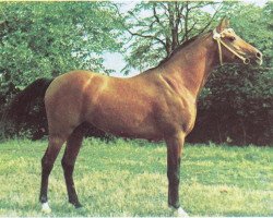 stallion Naftalin 1977 ox (Arabian purebred, 1977, from Topol 1958 ox)