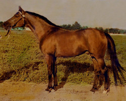 stallion Topol 1958 ox (Arabian purebred, 1958, from Priboj 1944 ox)