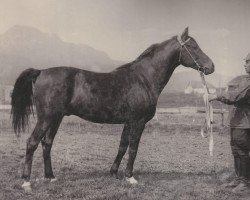stallion Ofir 1933 ox (Arabian purebred, 1933, from Kuhailan Haifi 1923 DB)