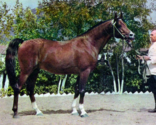 Deckhengst Arax 1952 ox (Vollblutaraber, 1952, von Amurath Sahib 1932 ox)