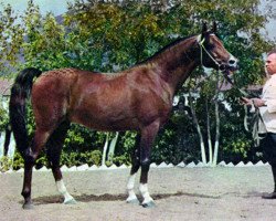 stallion Arax 1952 ox (Arabian purebred, 1952, from Amurath Sahib 1932 ox)