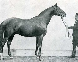 stallion Djebel 1906 ox (Arabian purebred, 1906, from Sinai ox)