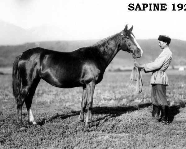broodmare Sapine 1923 ox (Arabian purebred, 1923, from Djebel 1906 ox)