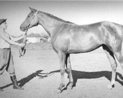 broodmare Soljanka II 1948 ox (Arabian purebred, 1948, from Skrzyp ox)