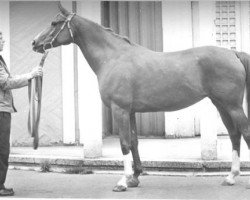 broodmare Sapina 1959 ox (Arabian purebred, 1959, from Arax 1952 ox)