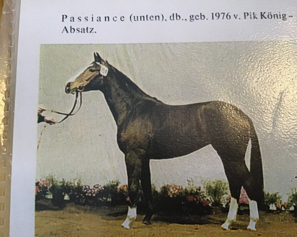 broodmare Passiance (Hanoverian, 1976, from Pik Koenig)