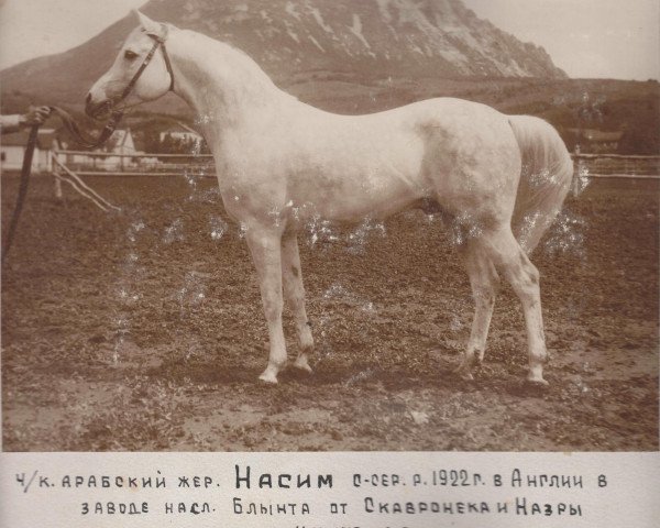 stallion Naseem 1922 ox (Arabian purebred, 1922, from Skowronek 1909 ox)