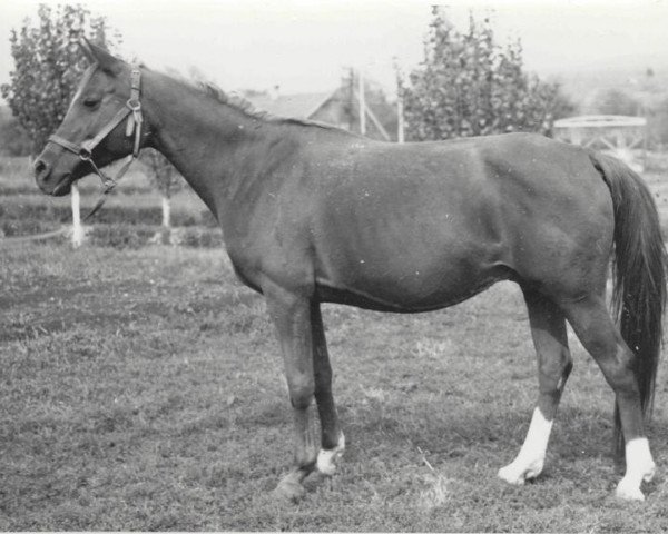 broodmare Nepreklonnaja 1956 ox (Arabian purebred, 1956, from Priboj 1944 ox)