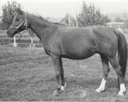 broodmare Nepreklonnaja 1956 ox (Arabian purebred, 1956, from Priboj 1944 ox)