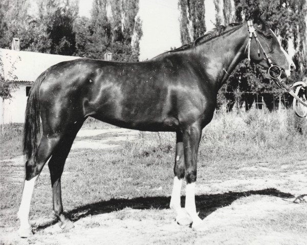 broodmare Novella 1966 ox (Arabian purebred, 1966, from Lak 1960 ox)