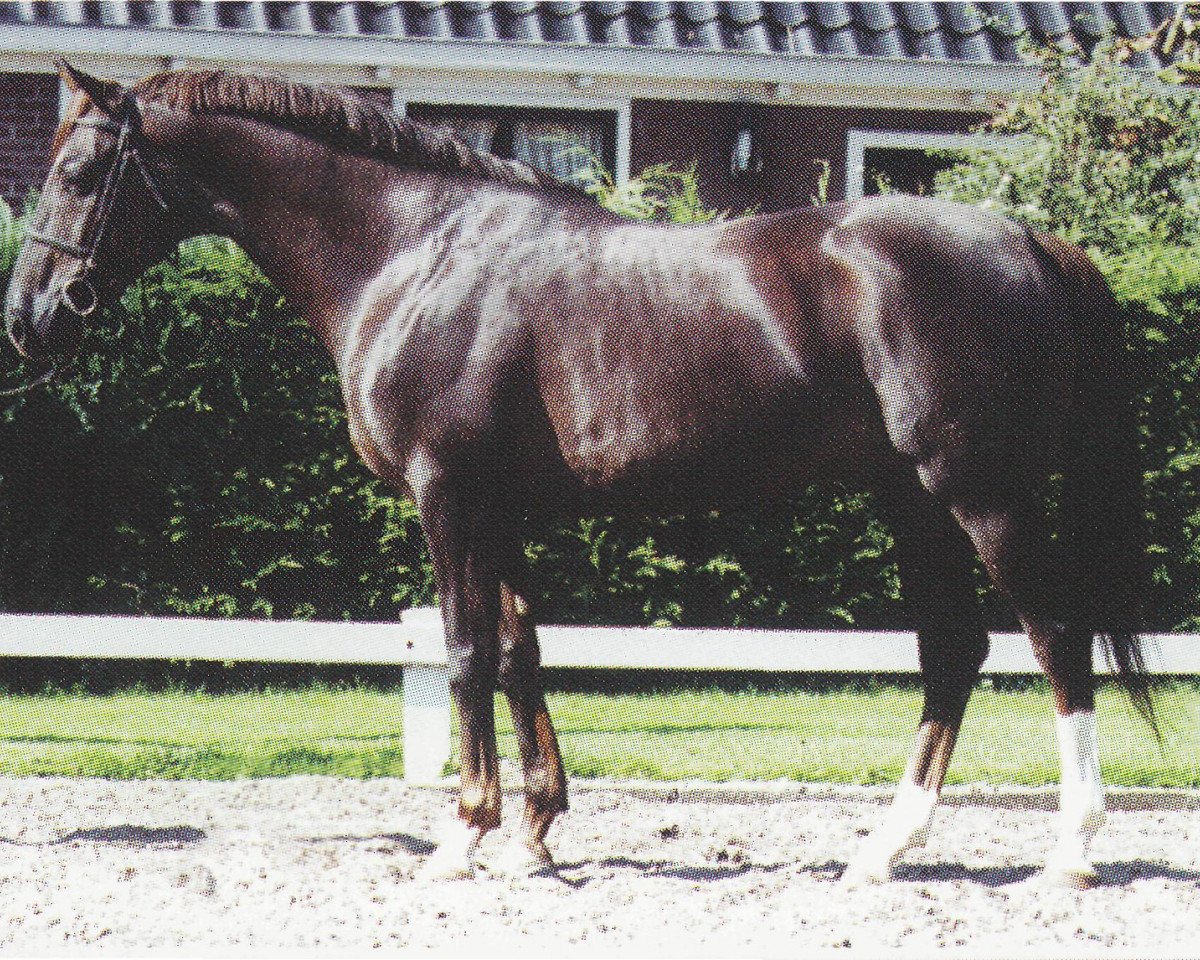 Deckhengst Nougatin 1994 ox (Vollblutaraber, 1994, von Dormane 1984 ox)