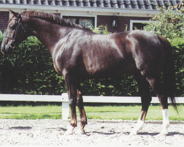 Deckhengst Nougatin 1994 ox (Vollblutaraber, 1994, von Dormane 1984 ox) Deckhengst Nougatin 1994 ox (Vollblutaraber, 1994, von Dormane 1984 ox)