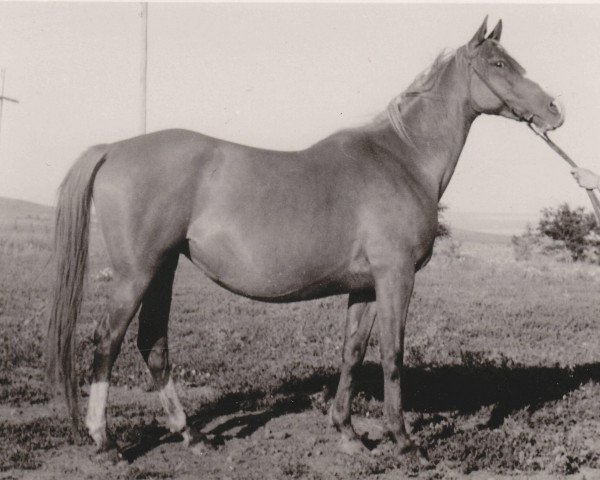 broodmare Sonata ox (Arabian purebred, 1946, from Skrzyp ox)