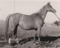 broodmare Sonata ox (Arabian purebred, 1946, from Skrzyp ox)