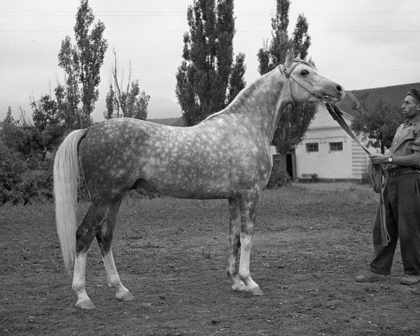 stallion Salon 1959 ox (Arabian purebred, 1959, from Negatiw 1945 ox)