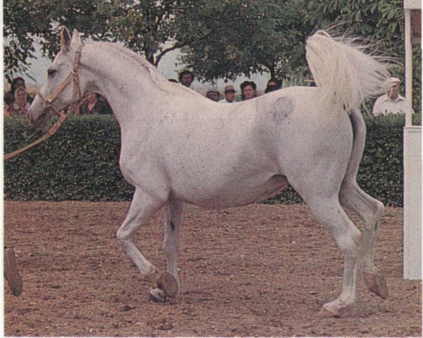 broodmare Malutka 1968 ox (Arabian purebred, 1968, from Salon 1959 ox)