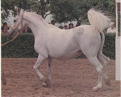 broodmare Malutka 1968 ox (Arabian purebred, 1968, from Salon 1959 ox)