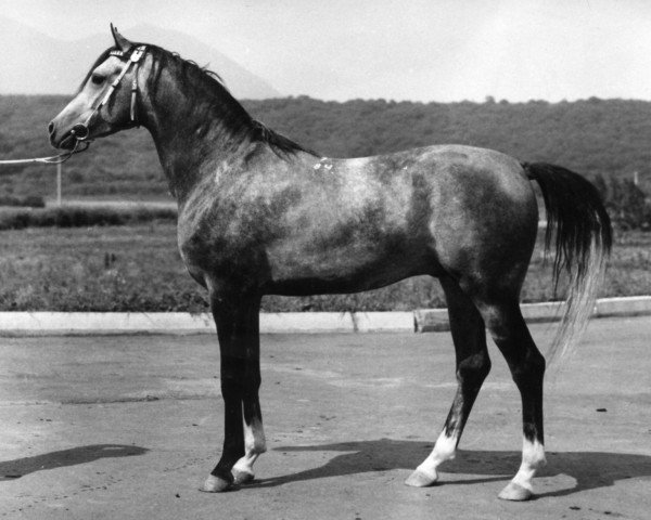 stallion Gips 1984 ox (Arabian purebred, 1984, from Mashuk 1977 ox)