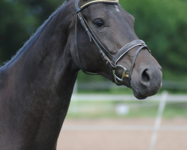 horse Chocolate (Westphalian, 2006, from Charming 8)