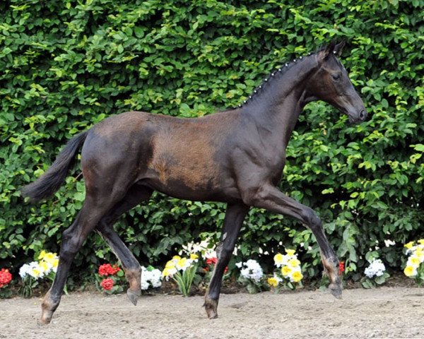 horse Ilany (Westphalian, 2010, from Insterburg TSF)