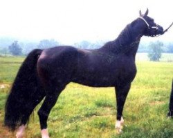 stallion NV Congo ox (Arabian purebred, 1993, from Bey Shah ox)