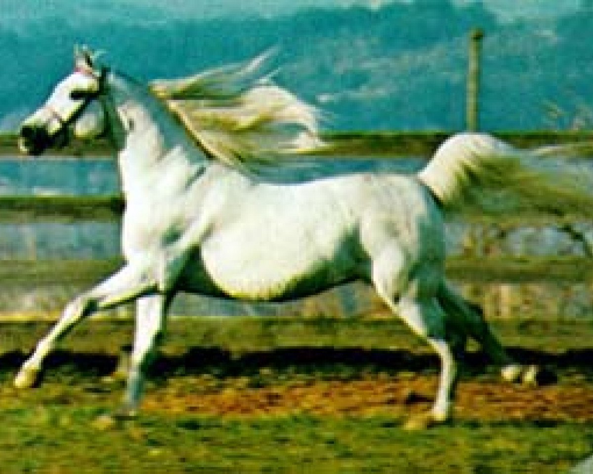 Deckhengst Gdansk ox (Vollblutaraber, 1968, von Bask ox)