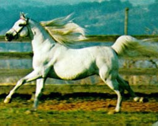 stallion Gdansk ox (Arabian purebred, 1968, from Bask ox)