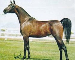 broodmare Bint Miss Fire ox (Arabian purebred, 1976, from Gdansk ox)