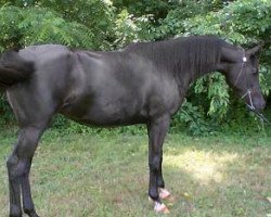 broodmare Basks Royal Tessa ox (Arabian purebred, 1999, from Dar Hannibal ox)