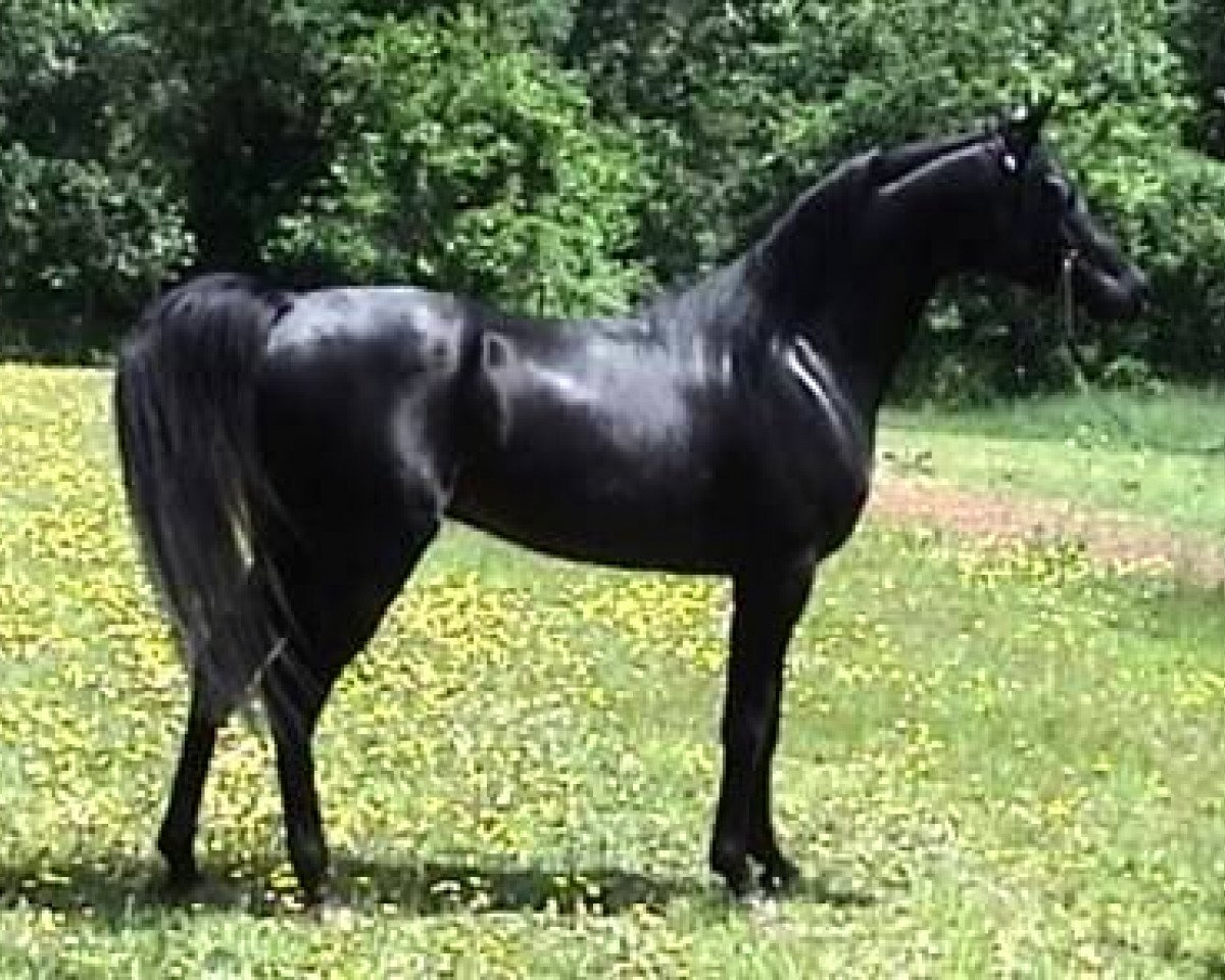 stallion The Sabbath S (Arabian purebred, 2003, from The Prophecy ox)