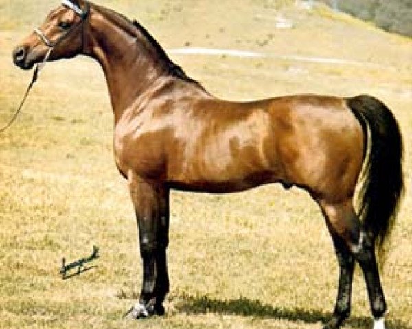 Deckhengst Bay El Bey ox (Vollblutaraber, 1969, von Bay-Abi ox)