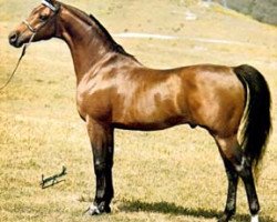 stallion Bay El Bey ox (Arabian purebred, 1969, from Bay-Abi ox)