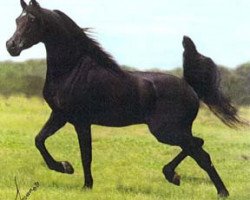 stallion NV Beau Bey ox (Arabian purebred, 1993, from Bey Shah ox)