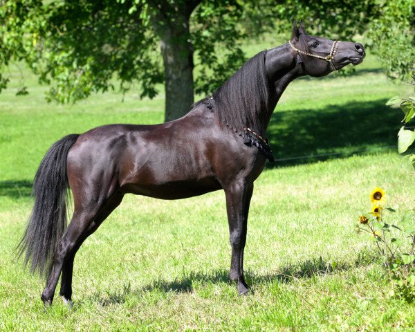 stallion Trojden Bey ox (Arabian purebred, 2011, from NV Beau Bey ox) stallion Trojden Bey ox (Arabian purebred, 2011, from NV Beau Bey ox)