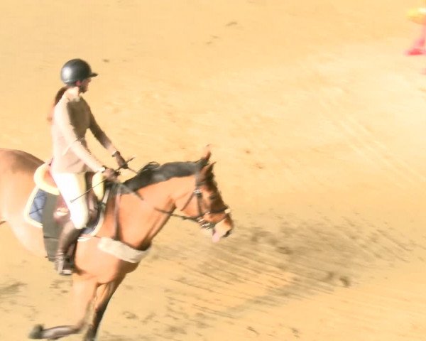 Reitturnier Schaffhausen 2022