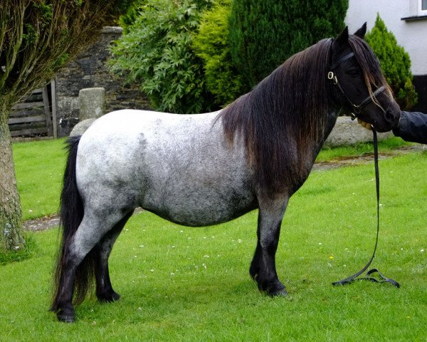 Zuchtstute Halstock Muffet (Shetland Pony (unter 87 cm), 2004, von Kerswell Crusader) Zuchtstute Halstock Muffet (Shetland Pony (unter 87 cm), 2004, von Kerswell Crusader)