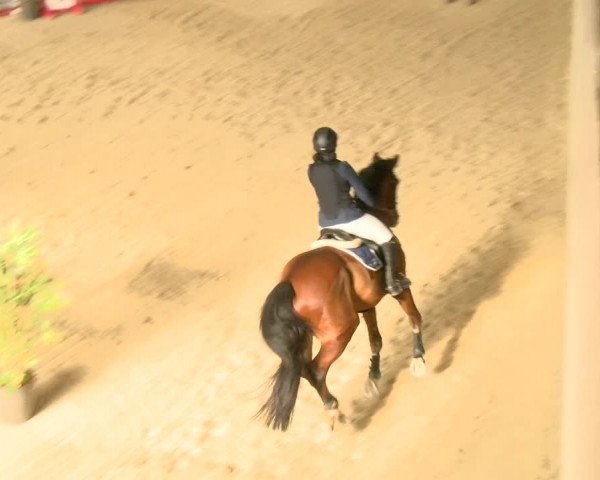 Reitturnier Schaffhausen 2022