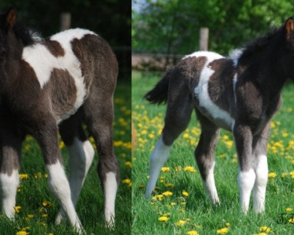 broodmare Rökkvadis vom Derkingshof (Iceland Horse, 2012, from Saelingur vom Grönholm)