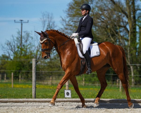 broodmare Dornröschen S (Hanoverian, 2013, from Don Frederico)