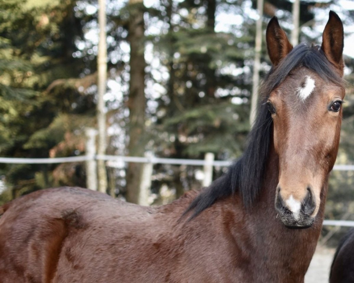 Deckhengst Carrasco Siraxta Z (Zangersheide Reitpferd, 2021, von Cornet Obolensky)
