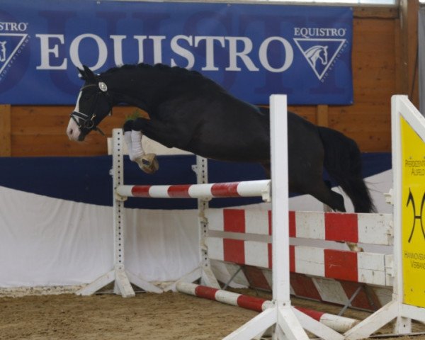 dressage horse Viel Spass (German Riding Pony, 2009, from Valido)