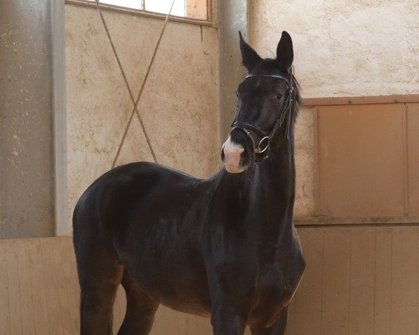 broodmare Finesse (German Sport Horse, 2018, from Bernay)