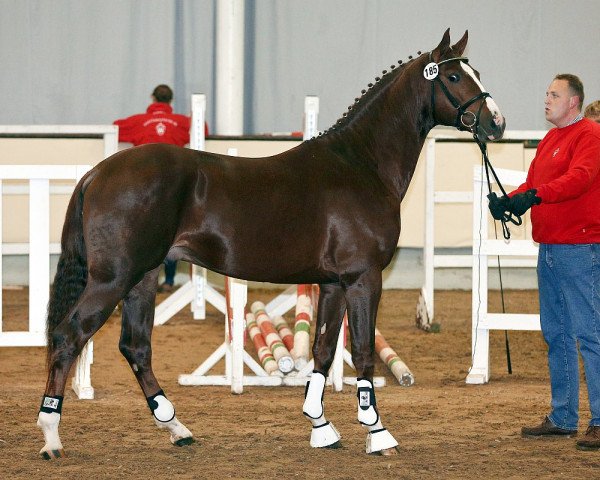 horse Last Man Jumping (Westphalian, 2011, from Last Man Standing)