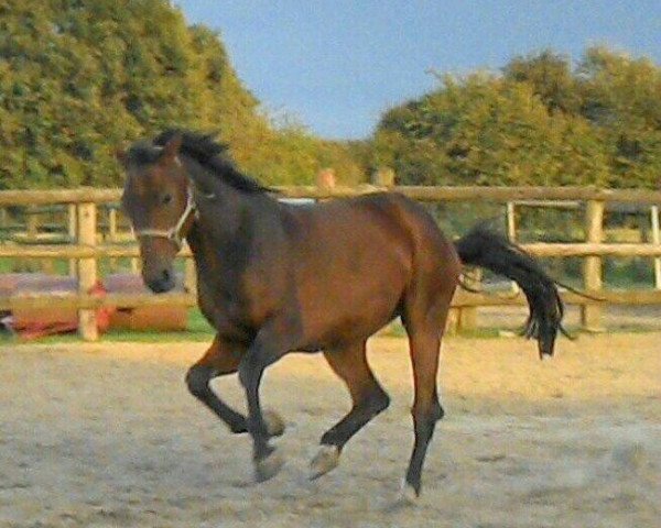 horse Kolvenfeld's Carsantos (German Warmblood, 2009, from Carell)